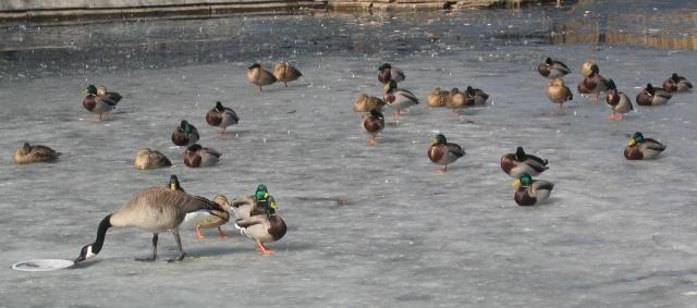 Geese and ducks on the ice.