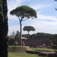 Cool Trees at the Palatine