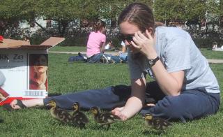 Ducklings on the Quad