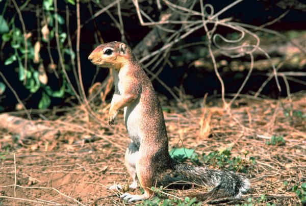 Xerus: an African ground squirrel.