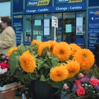 Train Station's Sunflowers