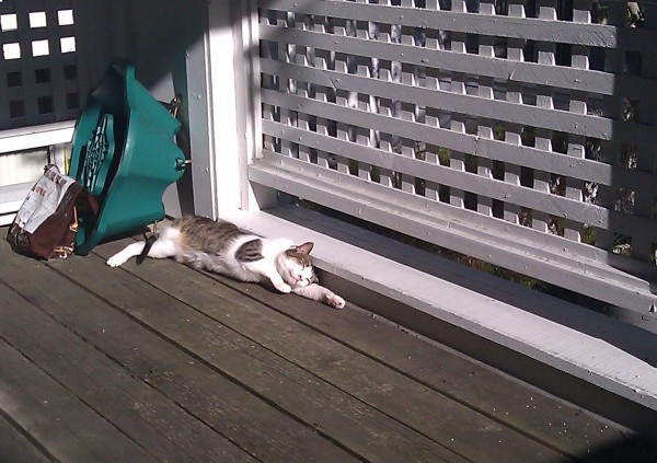 Lazing in the Sun